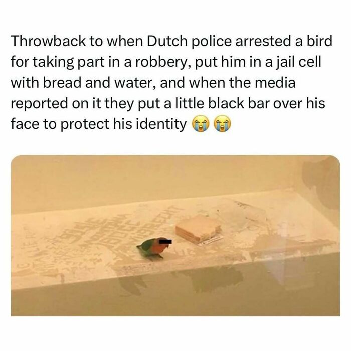 The Funniest Bird Memes That’ll Totally Make Your Day