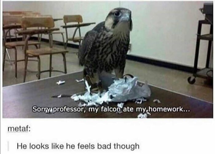 The Funniest Bird Memes That’ll Totally Make Your Day