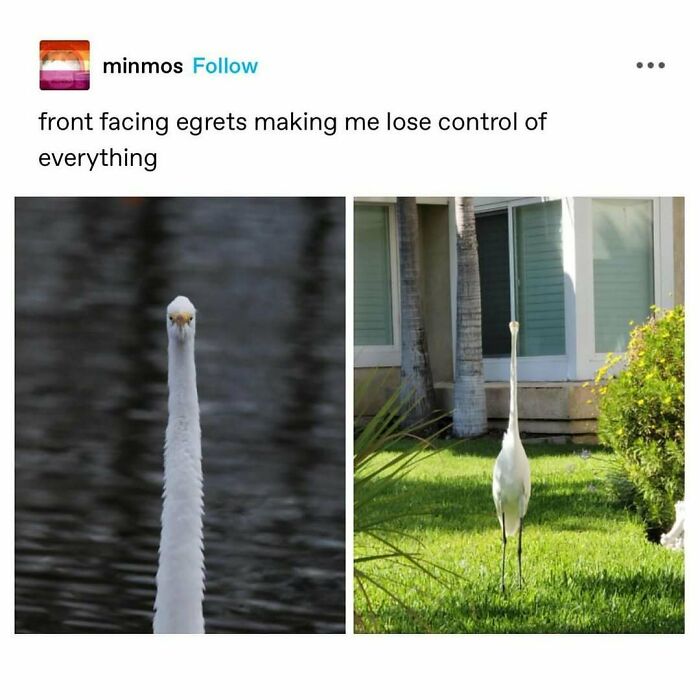 The Funniest Bird Memes That’ll Totally Make Your Day