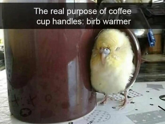 The Funniest Bird Memes That’ll Totally Make Your Day