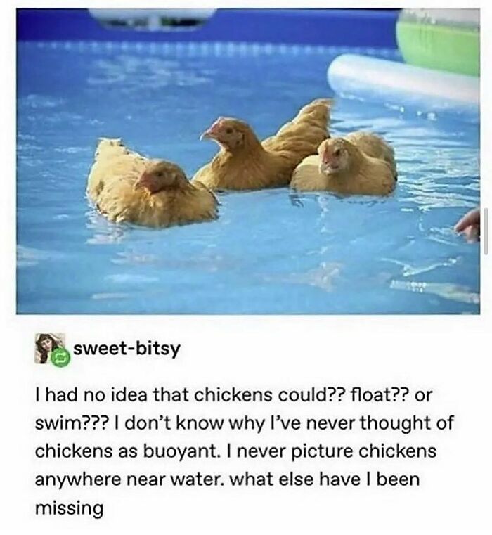 The Funniest Bird Memes That’ll Totally Make Your Day