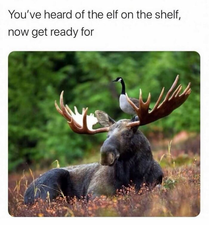 The Funniest Bird Memes That’ll Totally Make Your Day