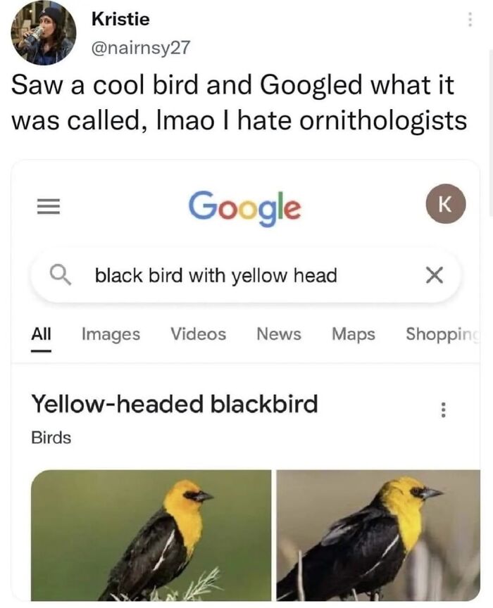 The Funniest Bird Memes That’ll Totally Make Your Day