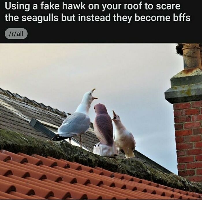 The Funniest Bird Memes That’ll Totally Make Your Day
