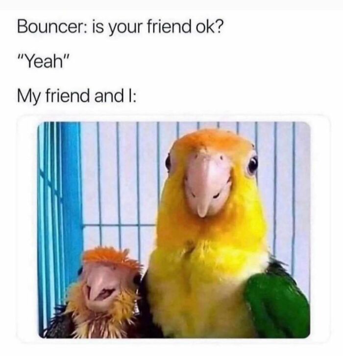 The Funniest Bird Memes That’ll Totally Make Your Day