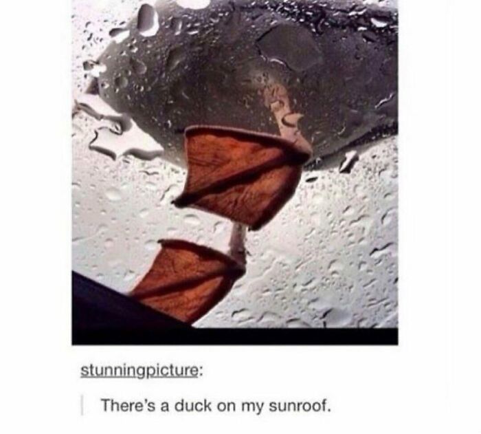 The Funniest Bird Memes That’ll Totally Make Your Day