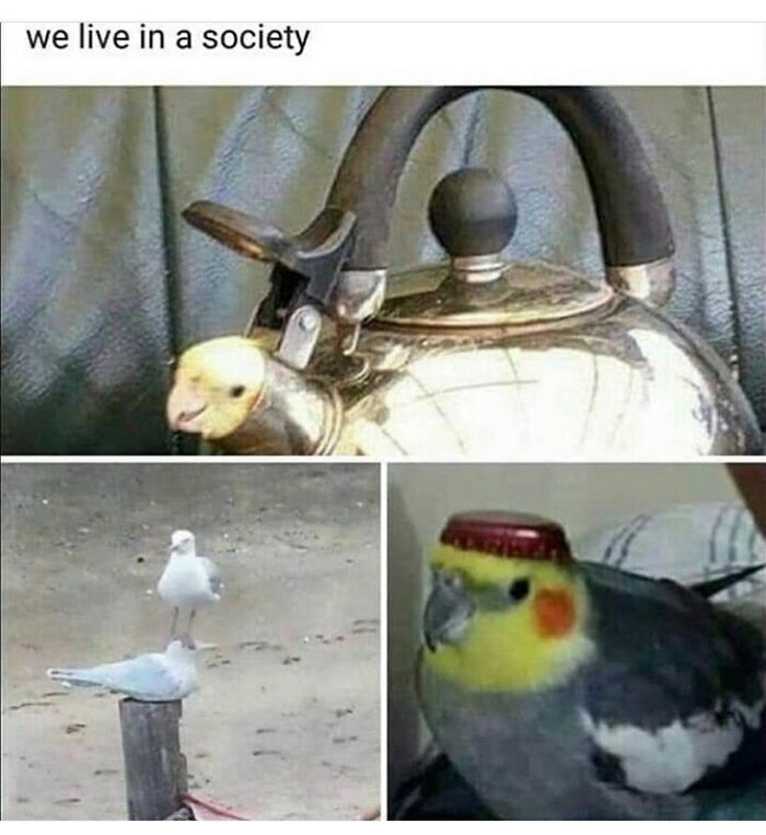 The Funniest Bird Memes That’ll Totally Make Your Day