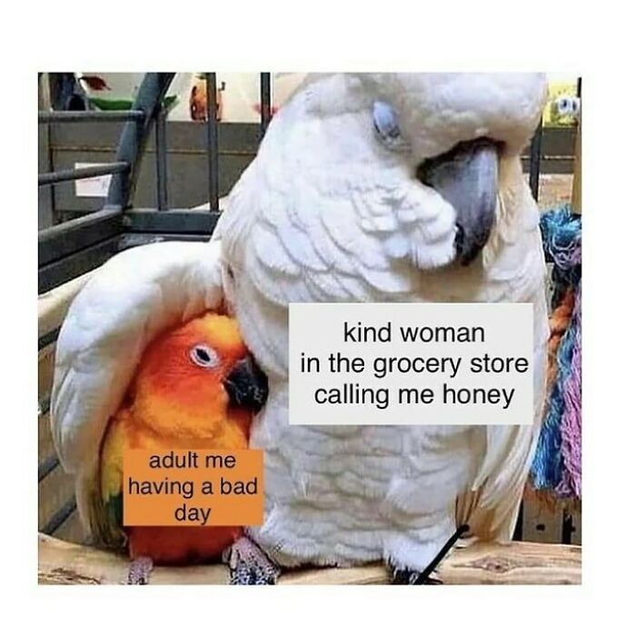 The Funniest Bird Memes That’ll Totally Make Your Day