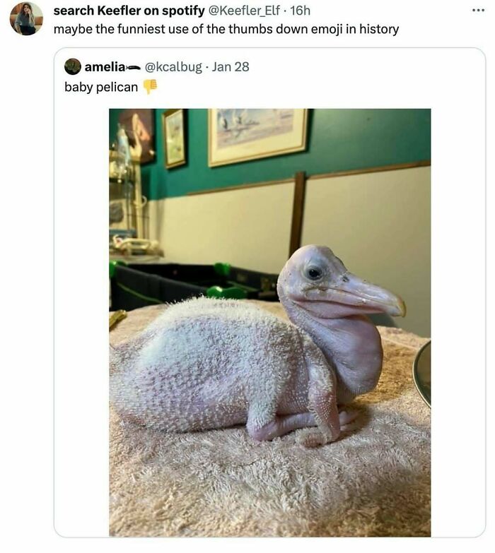 The Funniest Bird Memes That’ll Totally Make Your Day