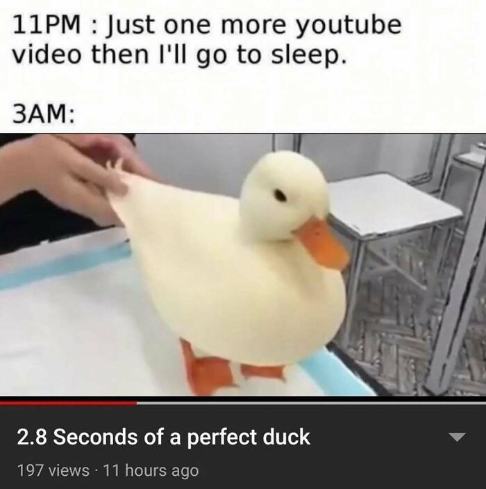 The Funniest Bird Memes That’ll Totally Make Your Day