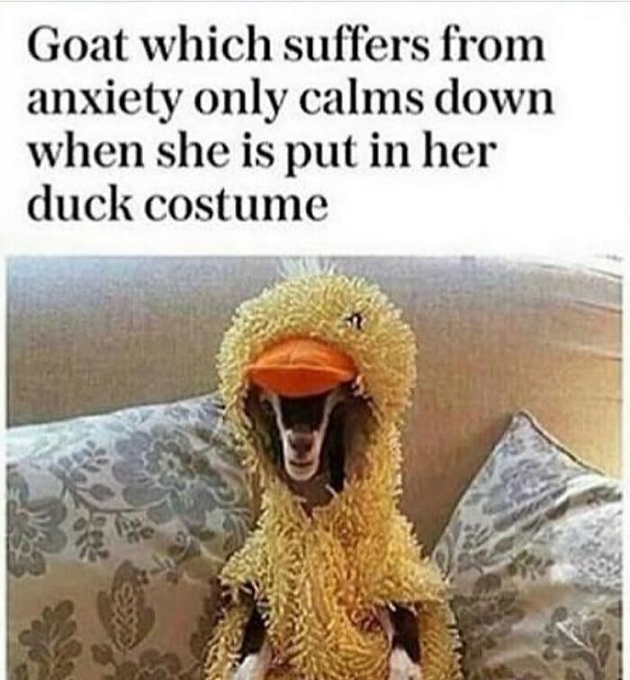 The Funniest Bird Memes That’ll Totally Make Your Day