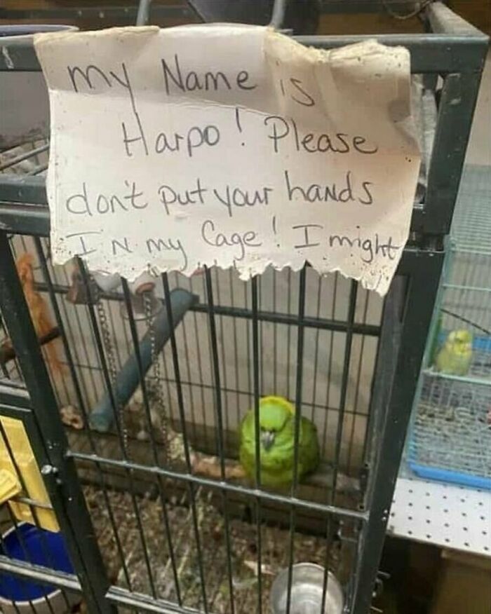 The Funniest Bird Memes That’ll Totally Make Your Day