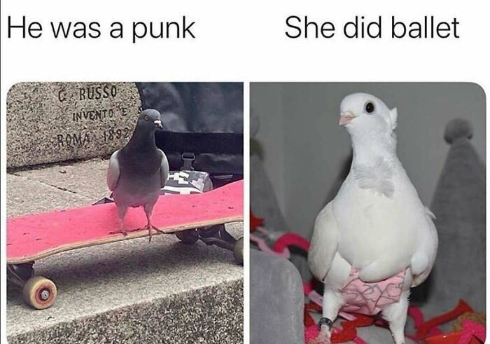 The Funniest Bird Memes That’ll Totally Make Your Day