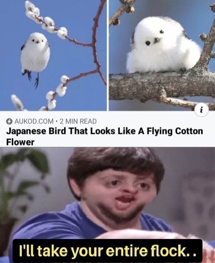 The Funniest Bird Memes That’ll Totally Make Your Day