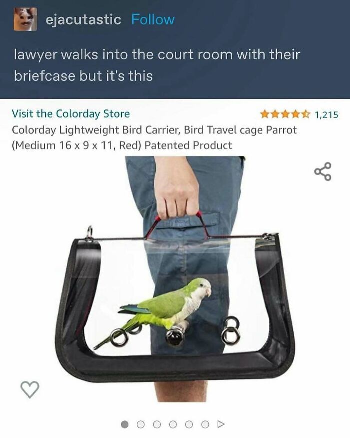 The Funniest Bird Memes That’ll Totally Make Your Day