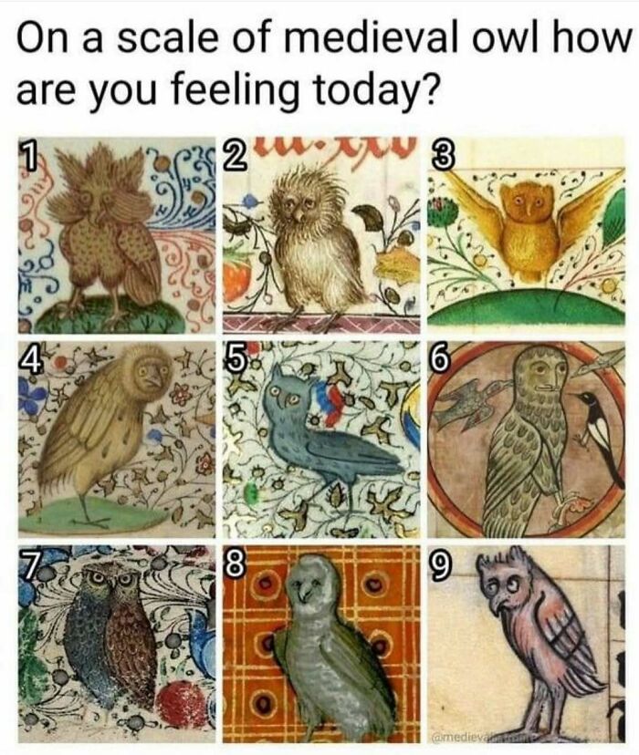 The Funniest Bird Memes That’ll Totally Make Your Day