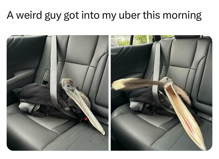 The Funniest Bird Memes That’ll Totally Make Your Day