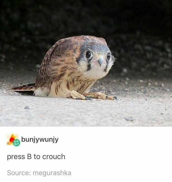 The Funniest Bird Memes That’ll Totally Make Your Day