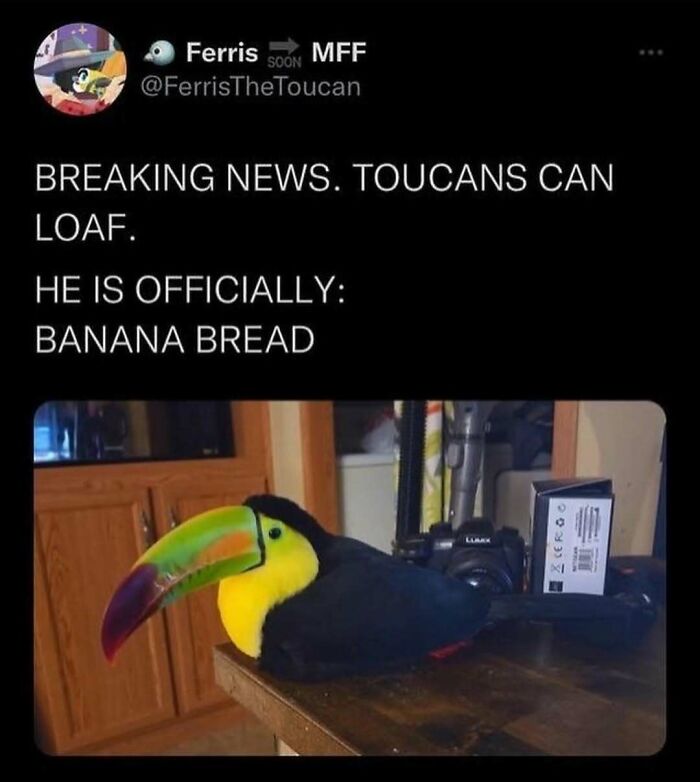 The Funniest Bird Memes That’ll Totally Make Your Day