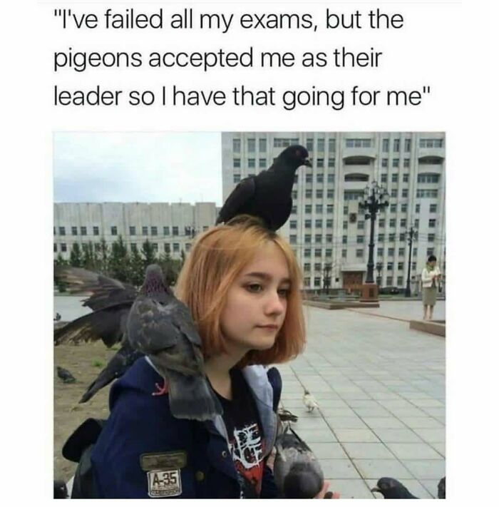 The Funniest Bird Memes That’ll Totally Make Your Day