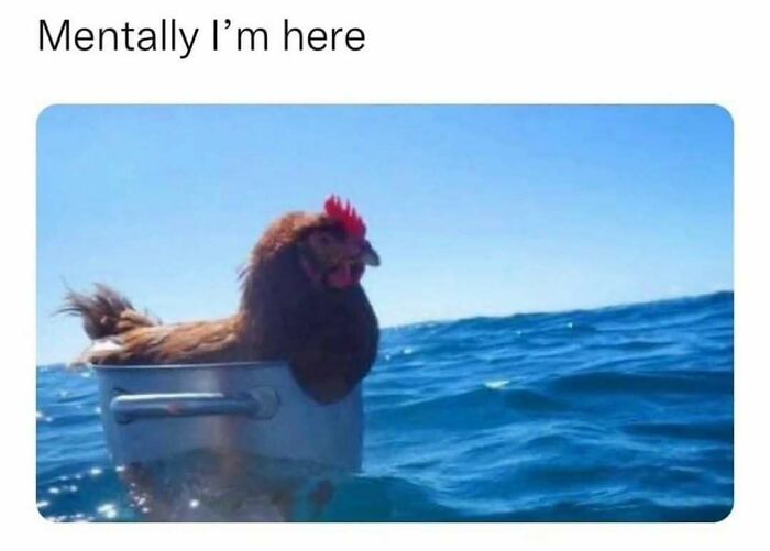 The Funniest Bird Memes That’ll Totally Make Your Day