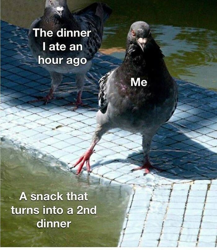 The Funniest Bird Memes That’ll Totally Make Your Day