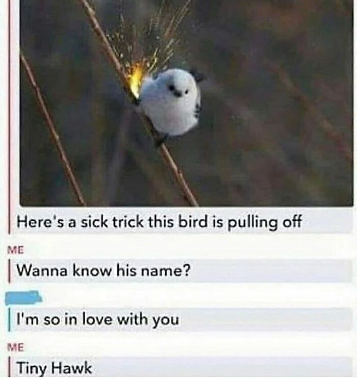 The Funniest Bird Memes That’ll Totally Make Your Day