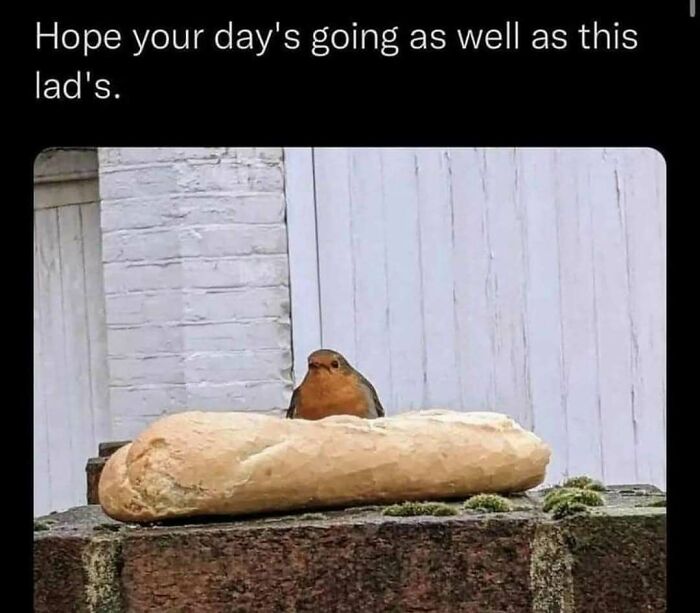 The Funniest Bird Memes That’ll Totally Make Your Day