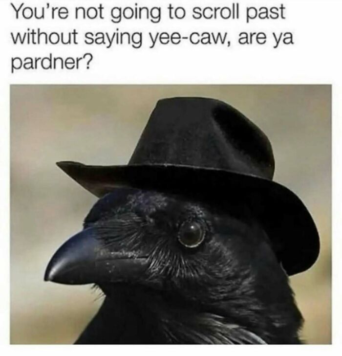 The Funniest Bird Memes That’ll Totally Make Your Day