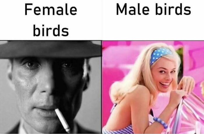 The Funniest Bird Memes That’ll Totally Make Your Day