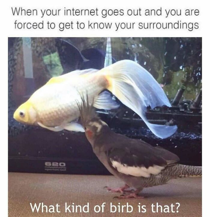 The Funniest Bird Memes That’ll Totally Make Your Day