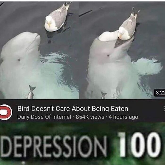 The Funniest Bird Memes That’ll Totally Make Your Day
