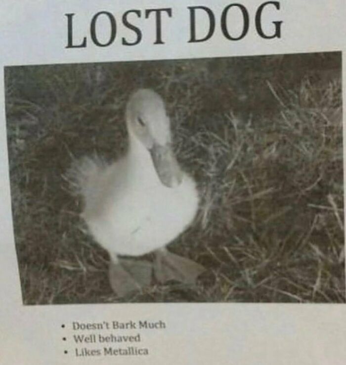 The Funniest Bird Memes That’ll Totally Make Your Day