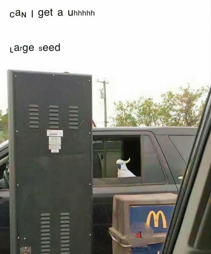 The Funniest Bird Memes That’ll Totally Make Your Day
