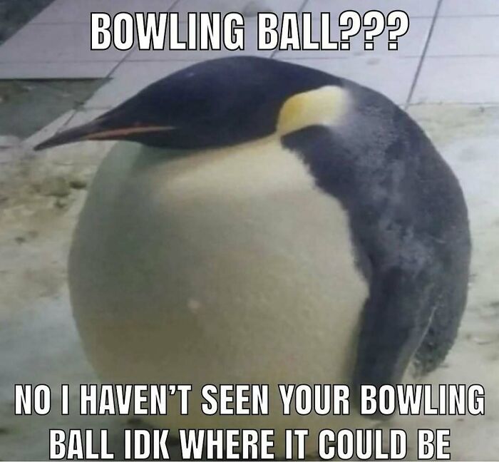 The Funniest Bird Memes That’ll Totally Make Your Day