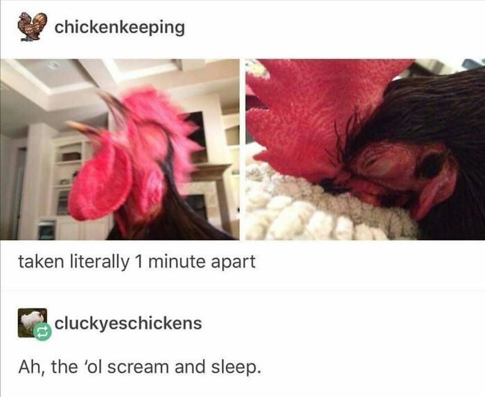 The Funniest Bird Memes That’ll Totally Make Your Day