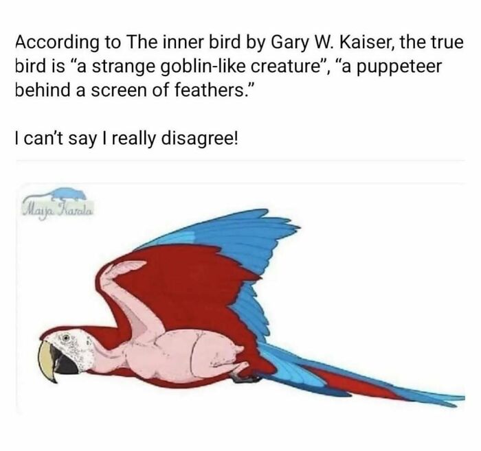 The Funniest Bird Memes That’ll Totally Make Your Day