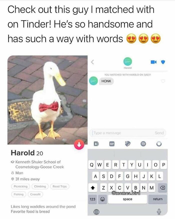 The Funniest Bird Memes That’ll Totally Make Your Day