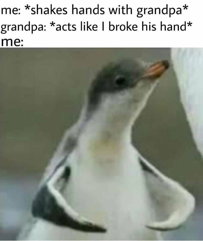 The Funniest Bird Memes That’ll Totally Make Your Day