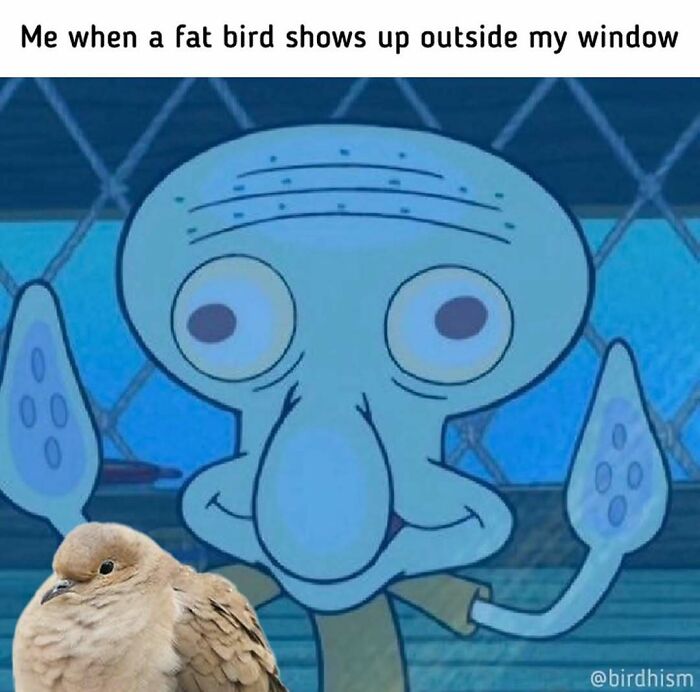 The Funniest Bird Memes That’ll Totally Make Your Day