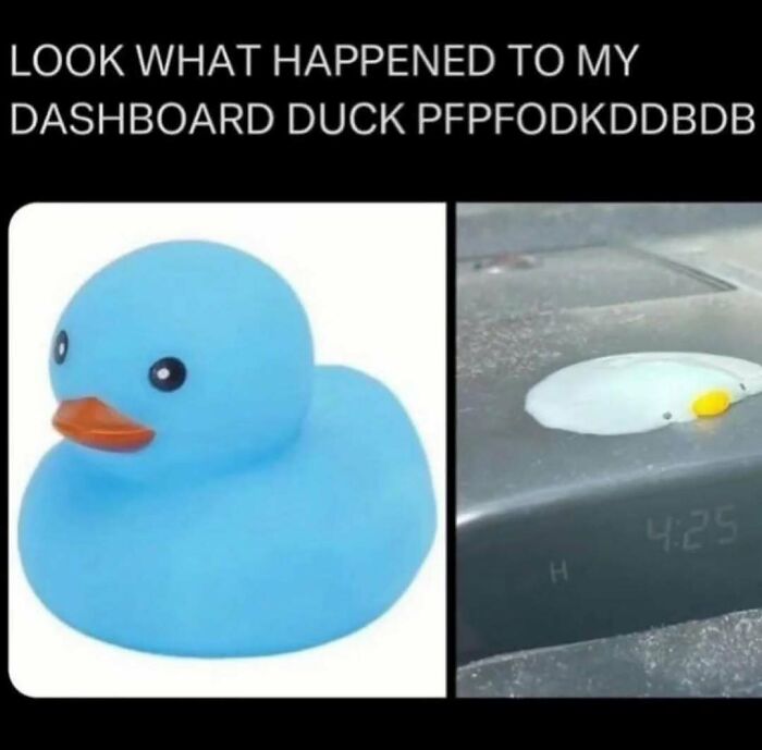The Funniest Bird Memes That’ll Totally Make Your Day