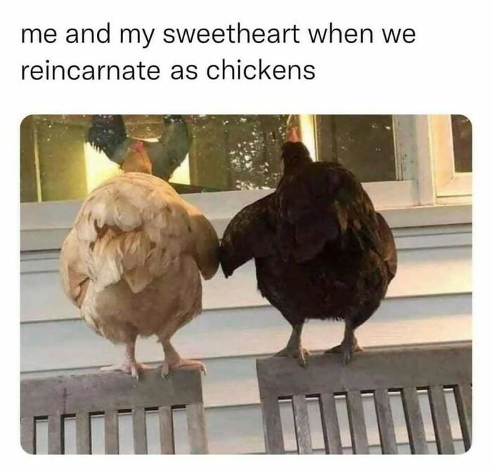 The Funniest Bird Memes That’ll Totally Make Your Day