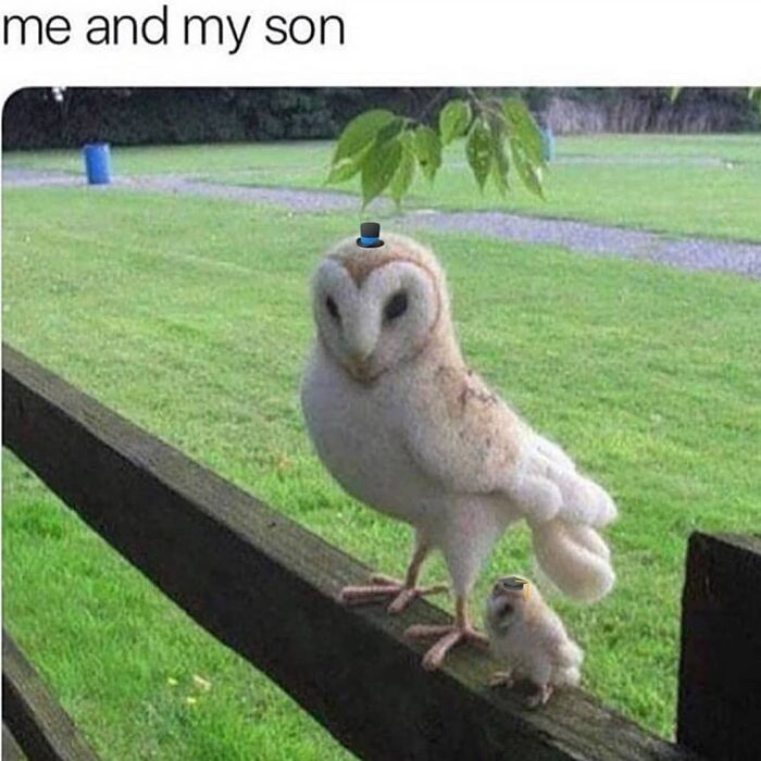 The Funniest Bird Memes That’ll Totally Make Your Day