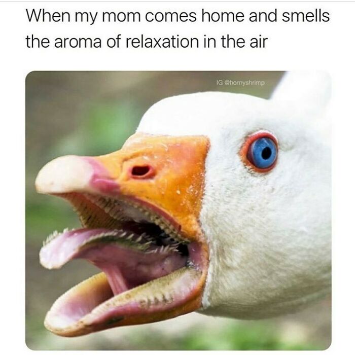 The Funniest Bird Memes That’ll Totally Make Your Day