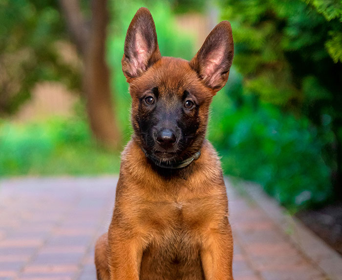 Got a Puppy Surprise After Losing My Dog—and I’m Overwhelmed