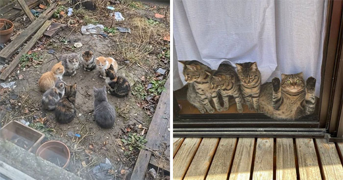 Get Ready to LOL at These 45 Cats Being Totally Hilarious and Adorable
