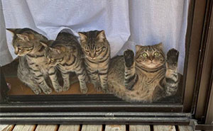 Get Ready to LOL at These 45 Cats Being Totally Hilarious and Adorable
