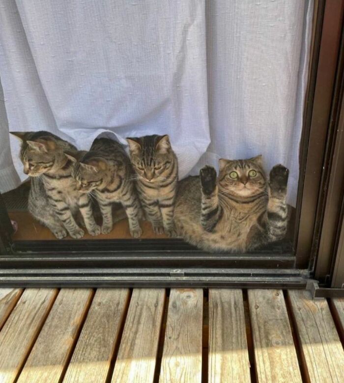 Get Ready to LOL at These 45 Cats Being Totally Hilarious and Adorable