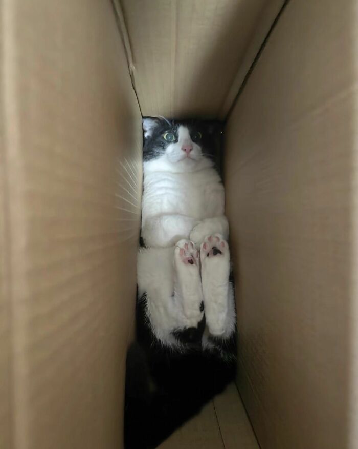 Get Ready to LOL at These 45 Cats Being Totally Hilarious and Adorable