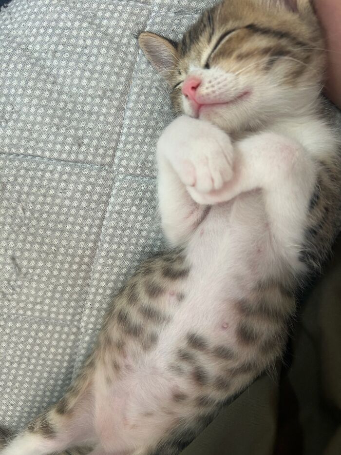 Get Ready to LOL at These 45 Cats Being Totally Hilarious and Adorable
